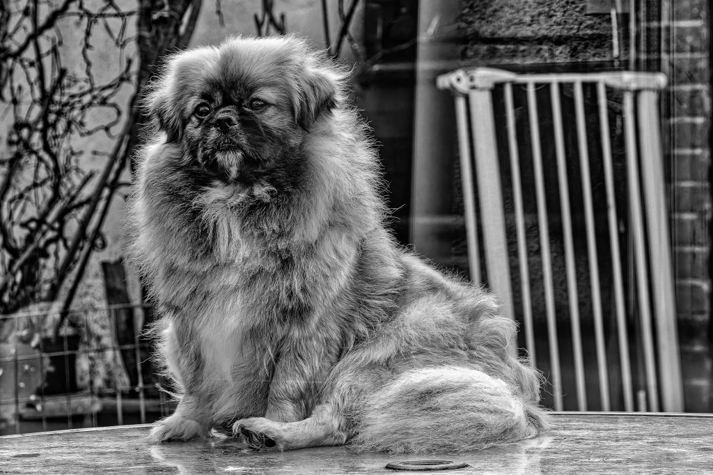 Tibetan Spaniel, Spaniel, Dogs, Pets, Maursett, Animals